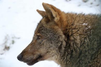 Chov vlka španielskeho v ZOO Jihlava