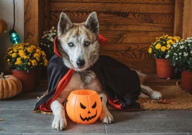Psy a Halloween: Akú symboliku majú psy počas sviatku duchov?