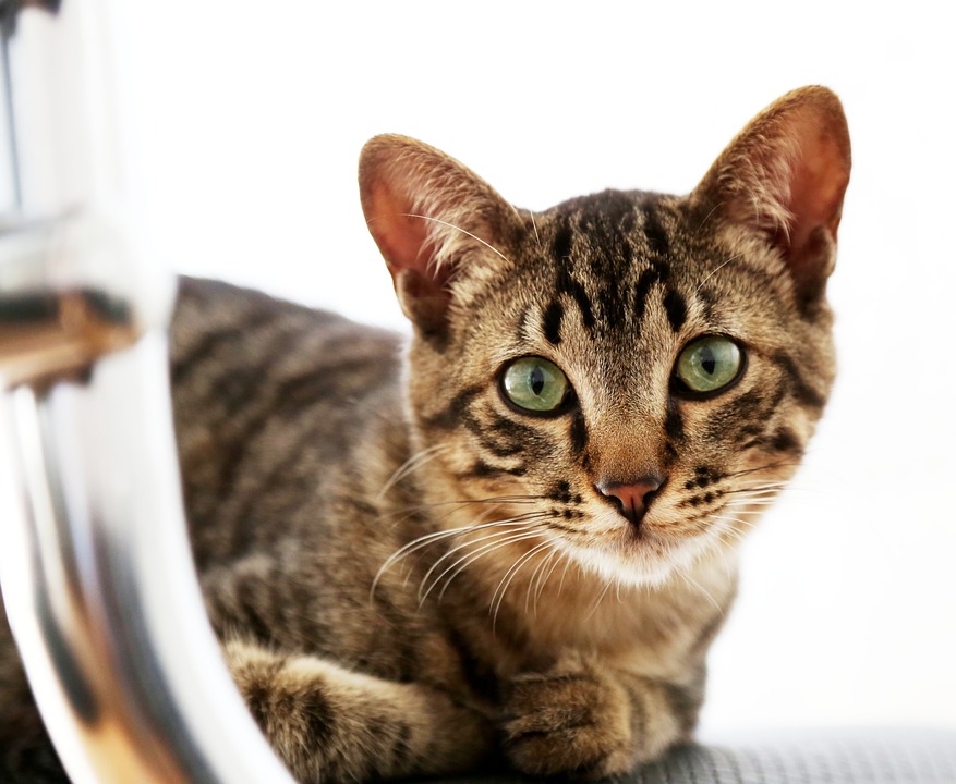 Brit Care Cat - Krmivo pre všetky mačacie osobnosti