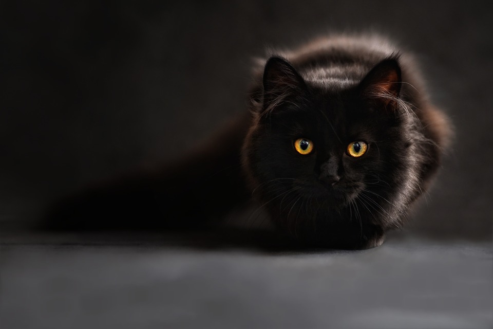 Preventívna veterinárnej starostlivosti o mačky