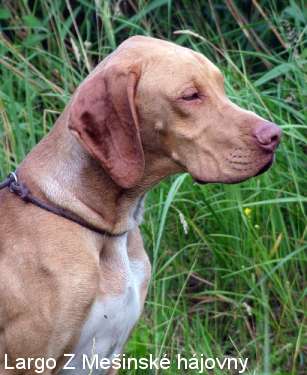 anglický pointer