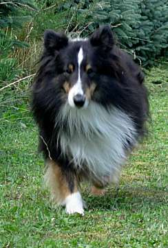 Šeltia