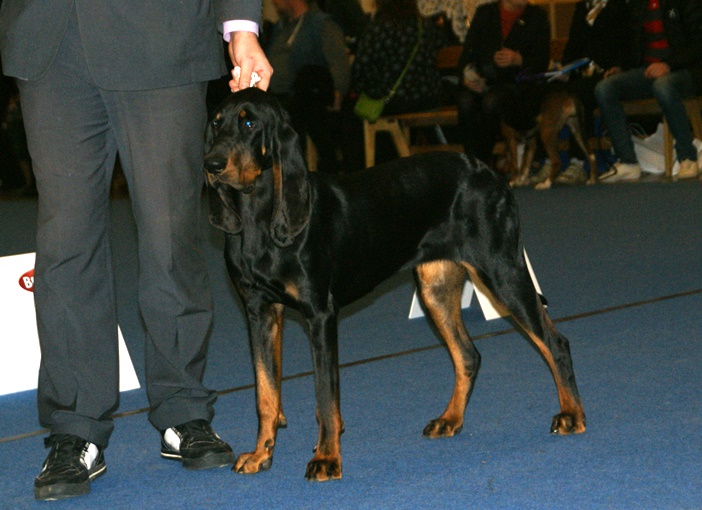 Coonhound čierny s pálením